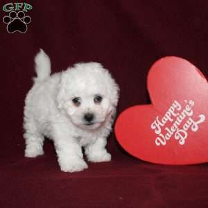 Cookies, Bichon Frise Puppy