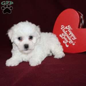 Cassie, Bichon Frise Puppy