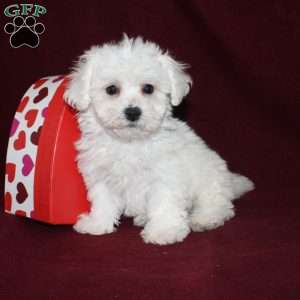 Cooper, Bichon Frise Puppy