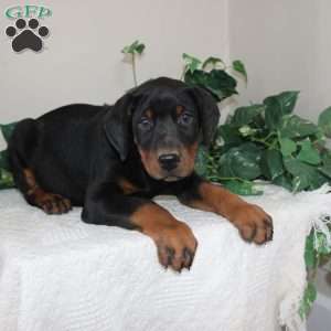 Landon, Doberman Pinscher Puppy