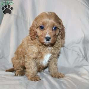 Fern, Cavapoo Puppy