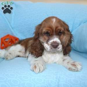 Jolly, Cocker Spaniel Puppy