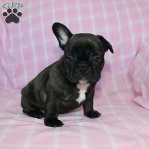 Sheila, French Bulldog Puppy