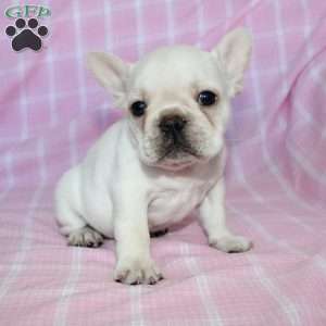 Shiloh, French Bulldog Puppy