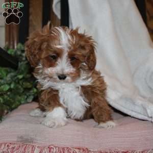 Timothy, Mini Goldendoodle Puppy