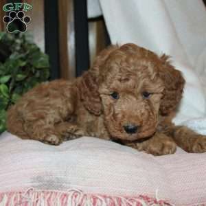 Laura, Mini Goldendoodle Puppy