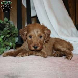 Lindsey, Mini Goldendoodle Puppy