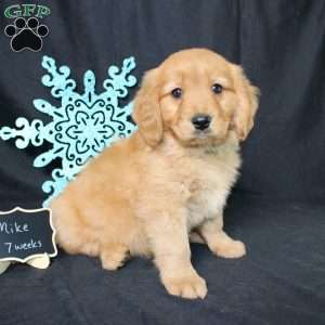 Mike, Miniature Golden Retriever Puppy