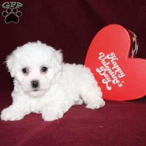 Cassie, Bichon Frise Puppy