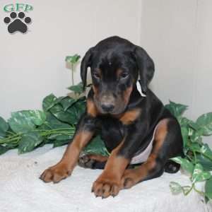 Lonnie, Doberman Pinscher Puppy