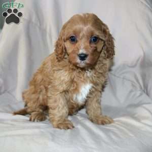 Fern, Cavapoo Puppy