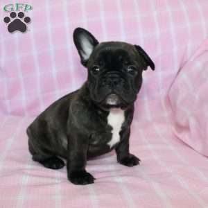 Sheila, French Bulldog Puppy