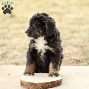 Braden, Mini Bernedoodle Puppy