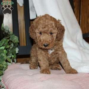 Laura, Mini Goldendoodle Puppy