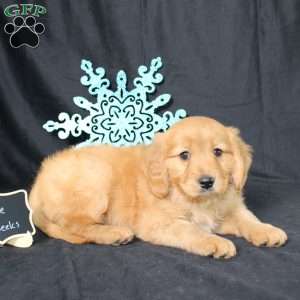 Mike, Miniature Golden Retriever Puppy