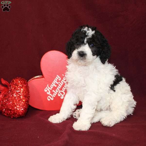 Bella, Mini Goldendoodle Puppy