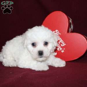 Cassie, Bichon Frise Puppy