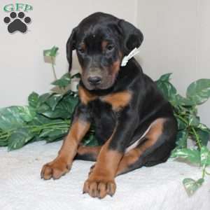 Lonnie, Doberman Pinscher Puppy