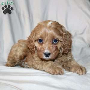 Fern, Cavapoo Puppy