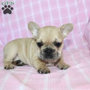 Sasha, French Bulldog Puppy