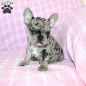 Shadow, French Bulldog Puppy