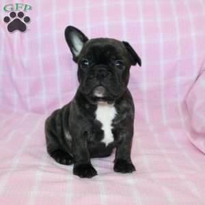 Sheila, French Bulldog Puppy