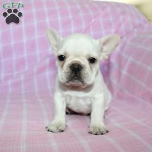 Shiloh, French Bulldog Puppy