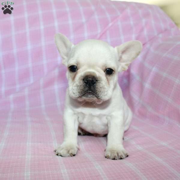 Shiloh, French Bulldog Puppy