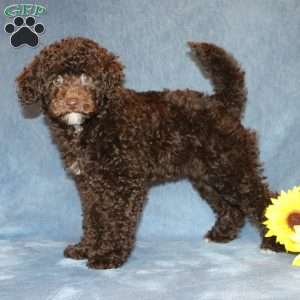 Brownie, Toy Poodle Puppy