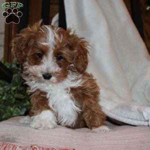 Timothy, Mini Goldendoodle Puppy