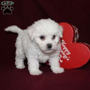 Cassie, Bichon Frise Puppy