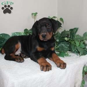 Landon, Doberman Pinscher Puppy