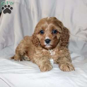 Fern, Cavapoo Puppy