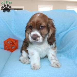 Jolly, Cocker Spaniel Puppy