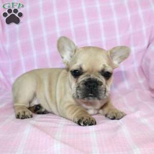 Sasha, French Bulldog Puppy