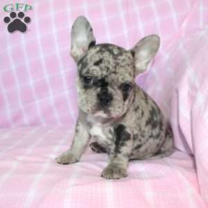 Shadow, French Bulldog Puppy