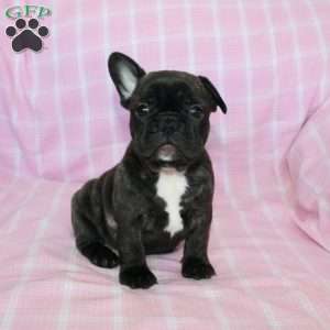 Sheila, French Bulldog Puppy