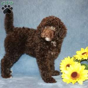 Brownie, Toy Poodle Puppy