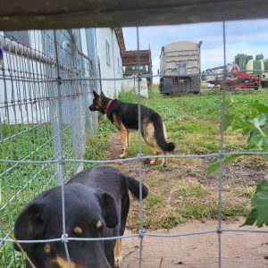 Nancy Zeiset,  Breeder