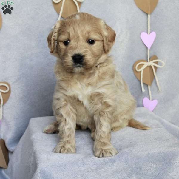 Ivy, Goldendoodle Puppy