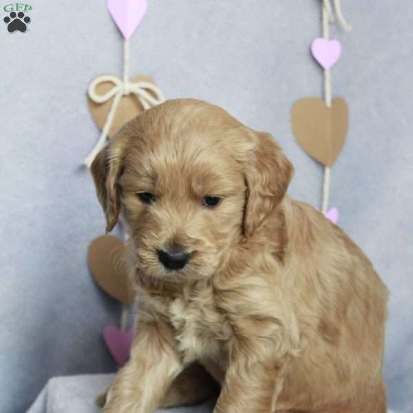 Bob, Goldendoodle Puppy