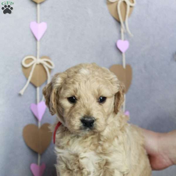 George, Goldendoodle Puppy