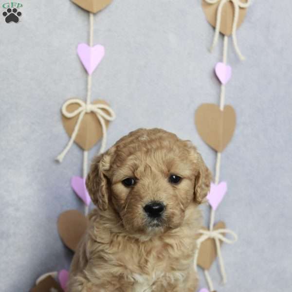 Noelle, Goldendoodle Puppy