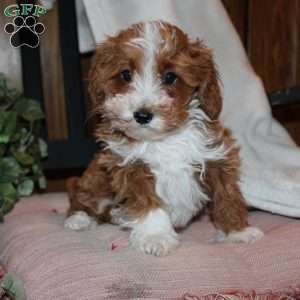 Timothy, Mini Goldendoodle Puppy