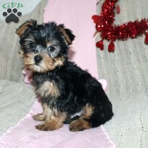 David, Yorkie Puppy