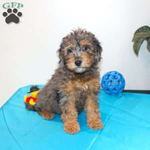 Miniature Poodle Mix Puppies For Sale | Greenfield Puppies