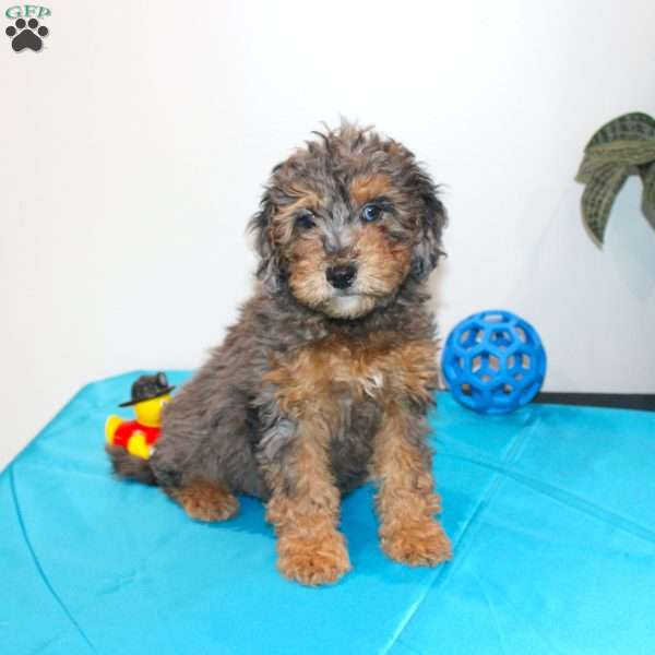 April, Mini Whoodle Puppy