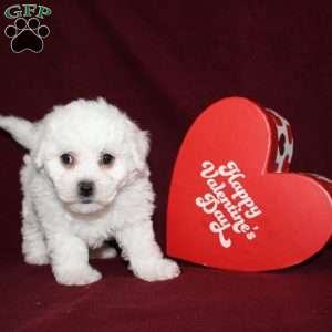 Cassie, Bichon Frise Puppy