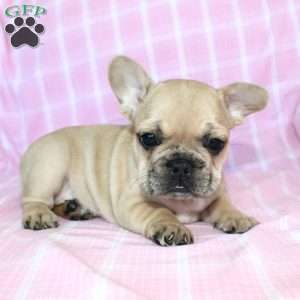 Sasha, French Bulldog Puppy