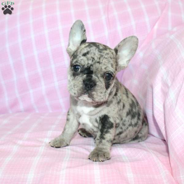 Shadow, French Bulldog Puppy